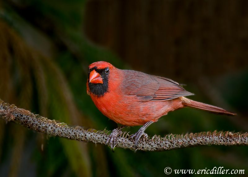 Young Male Cardinal Photography Forum